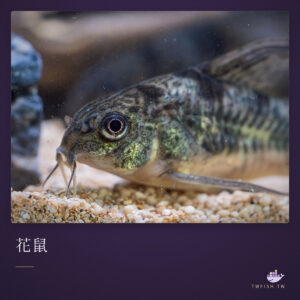 花鼠｜卡樂活水族