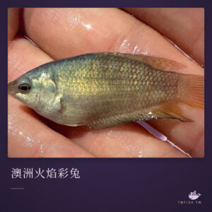 澳洲火焰彩兔｜卡樂活水族