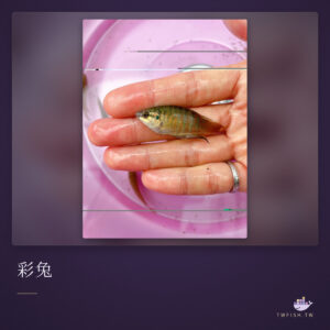 彩兔｜卡樂活水族