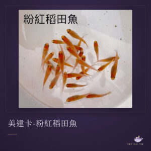 美達卡-粉紅稻田魚｜卡樂活水族