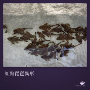 紅點琵琶異形｜卡樂活水族