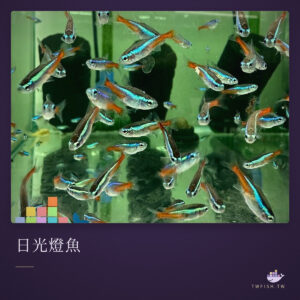 日光燈魚｜卡樂活水族