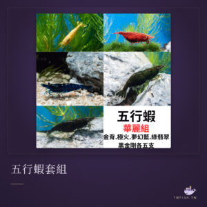 五行蝦套組｜卡樂活水族