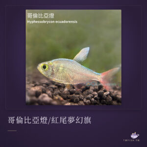 哥倫比亞燈/紅尾夢幻旗｜卡樂活水族