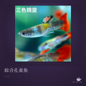 綜合孔雀魚(選項有種類)｜卡樂活水族