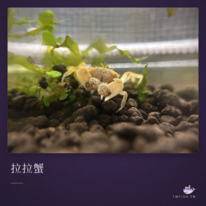 拉拉蟹｜卡樂活水族