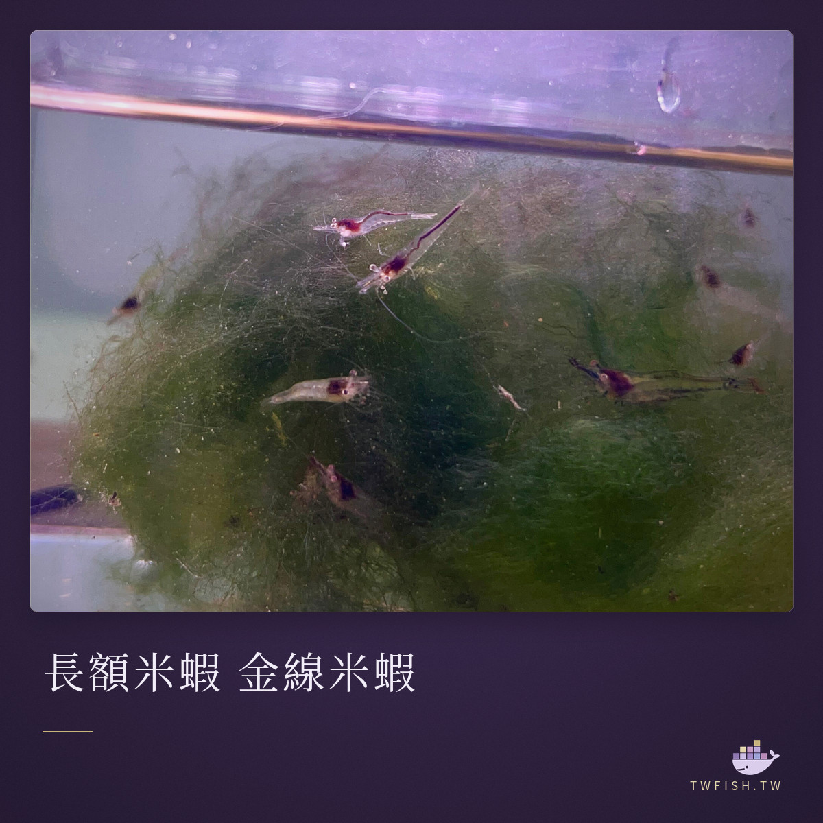 長額米蝦 金線米蝦|卡樂活水族
