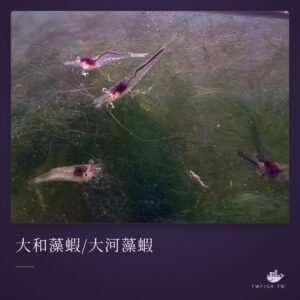 大和藻蝦/大河藻蝦｜卡樂活水族