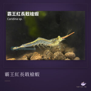 霸王紅長戢槍蝦｜卡樂活水族