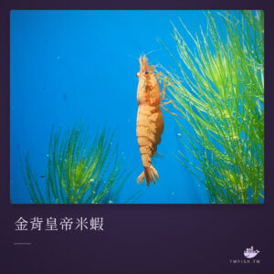 金背皇帝米蝦｜卡樂活水族
