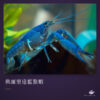 佛羅里達藍螯蝦｜卡樂活水族