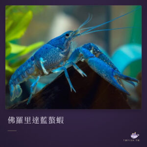 佛羅里達藍螯蝦｜卡樂活水族