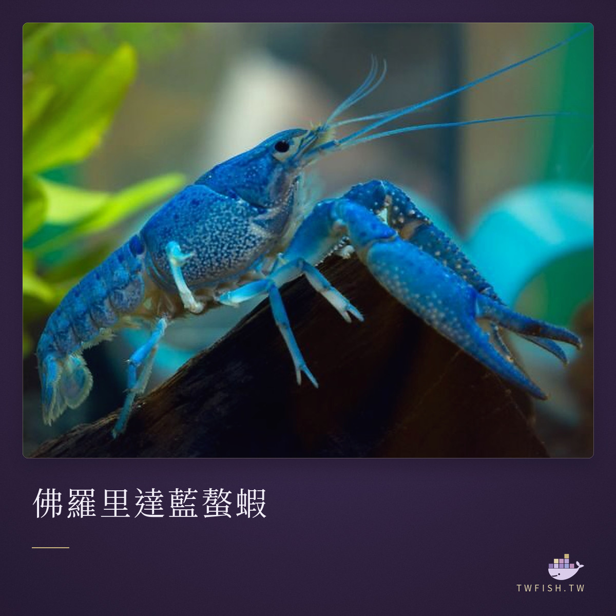 佛羅里達藍螯蝦|卡樂活水族