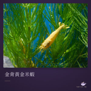 金背黃金米蝦｜卡樂活水族