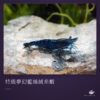 特級夢幻藍絲絨米蝦｜卡樂活水族