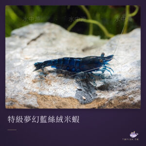 特級夢幻藍絲絨米蝦｜卡樂活水族