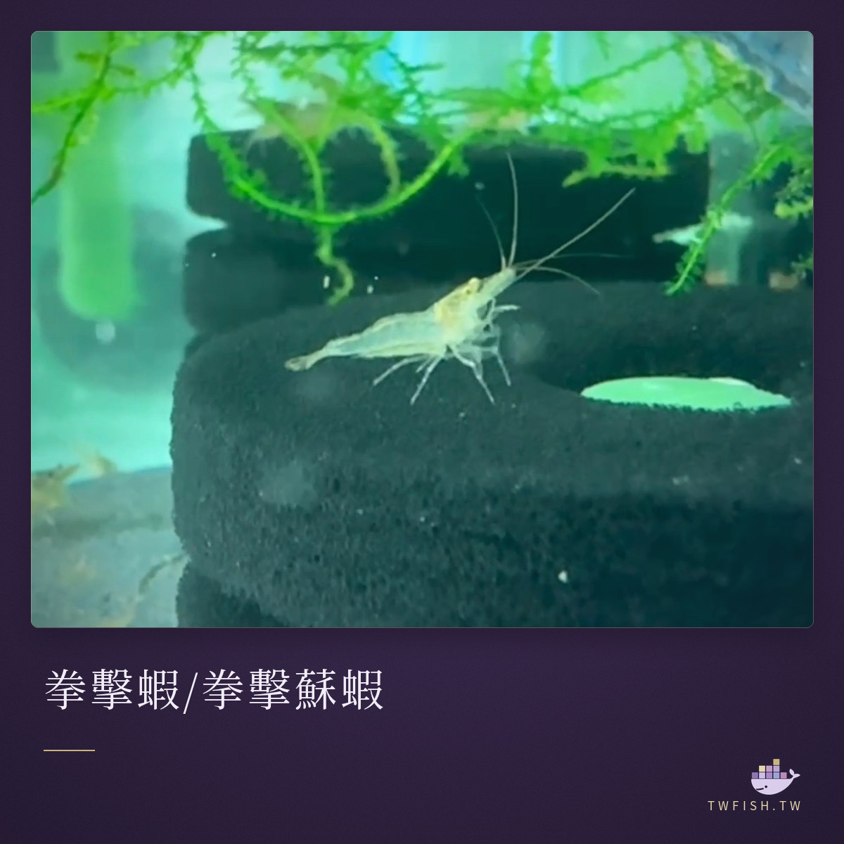 拳擊蝦/拳擊蘇蝦|卡樂活水族