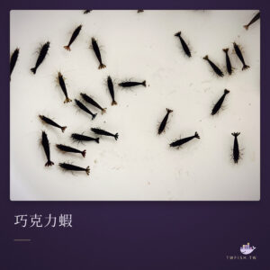 巧克力蝦｜卡樂活水族