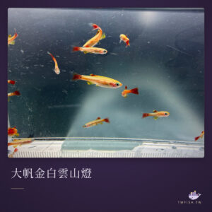 大帆金白雲山燈｜卡樂活水族