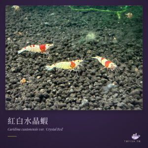 紅白水晶蝦｜卡樂活水族