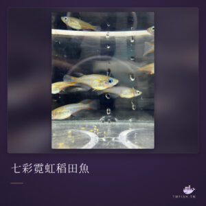 七彩霓虹稻田魚｜卡樂活水族