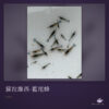蘇拉維西-藍尾蜂｜卡樂活水族