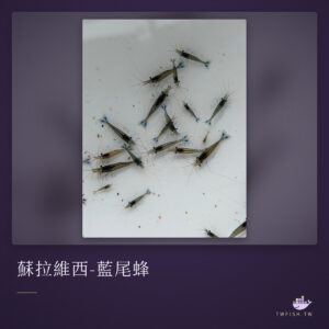 蘇拉維西-藍尾蜂｜卡樂活水族