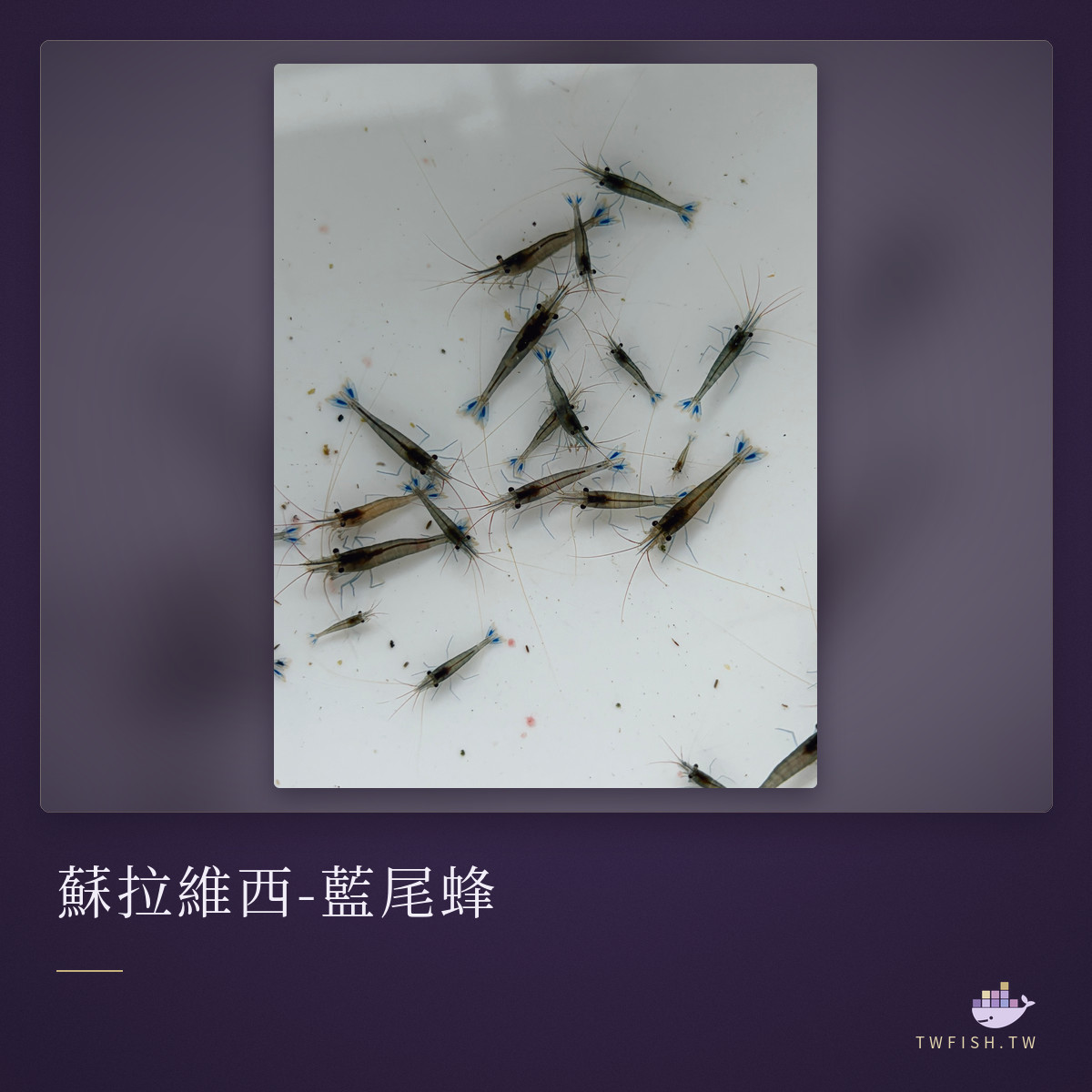 蘇拉維西-藍尾蜂|卡樂活水族