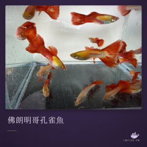 佛朗明哥孔雀魚｜卡樂活水族