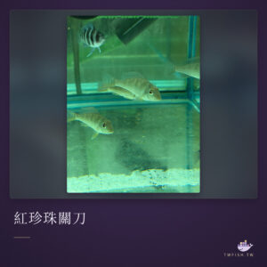 紅珍珠關刀｜卡樂活水族