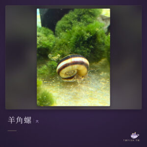 羊角螺(大)｜卡樂活水族