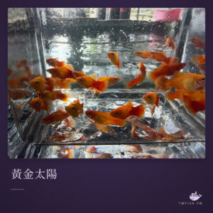 黃金太陽｜卡樂活水族
