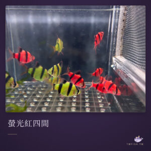螢光紅四間｜卡樂活水族