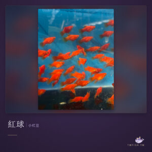 紅球(小紅豆)｜卡樂活水族