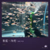 紫藍三角燈(紫艷三角燈)｜卡樂活水族