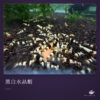 黑白水晶蝦｜卡樂活水族