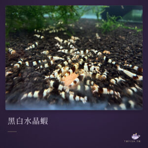 黑白水晶蝦｜卡樂活水族