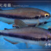 電光毒藥燈 夢幻藍國王燈 Inpaichthys sp. cf. kerri