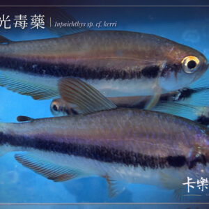 電光毒藥燈 夢幻藍國王燈 Inpaichthys sp. cf. kerri