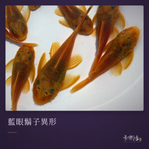 藍眼鬍子異形