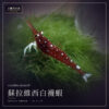 蘇拉維西白襪蝦 Caridina dennerli 觀賞蝦｜卡樂活水族
