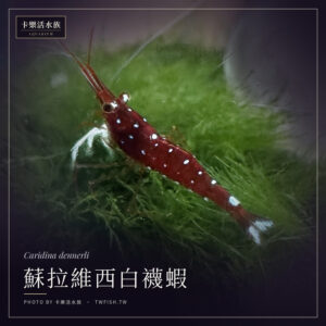 蘇拉維西白襪蝦 Caridina dennerli 觀賞蝦｜卡樂活水族